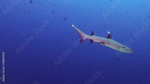 Wallpaper Mural Anemones and clown fish at night on the sea floor in lagoon. Amazing, beautiful underwater marine life world of sea creatures in Maldives. Scuba diving and tourism. Torontodigital.ca