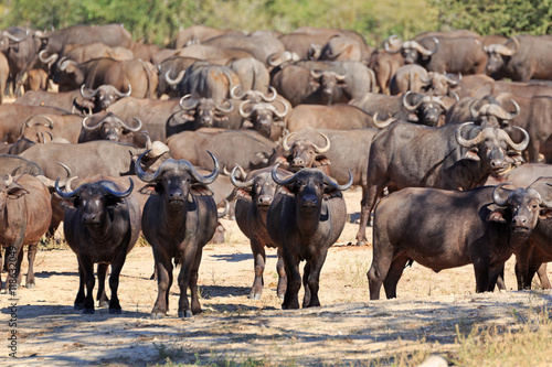 Wallpaper Mural Büffelherde Torontodigital.ca