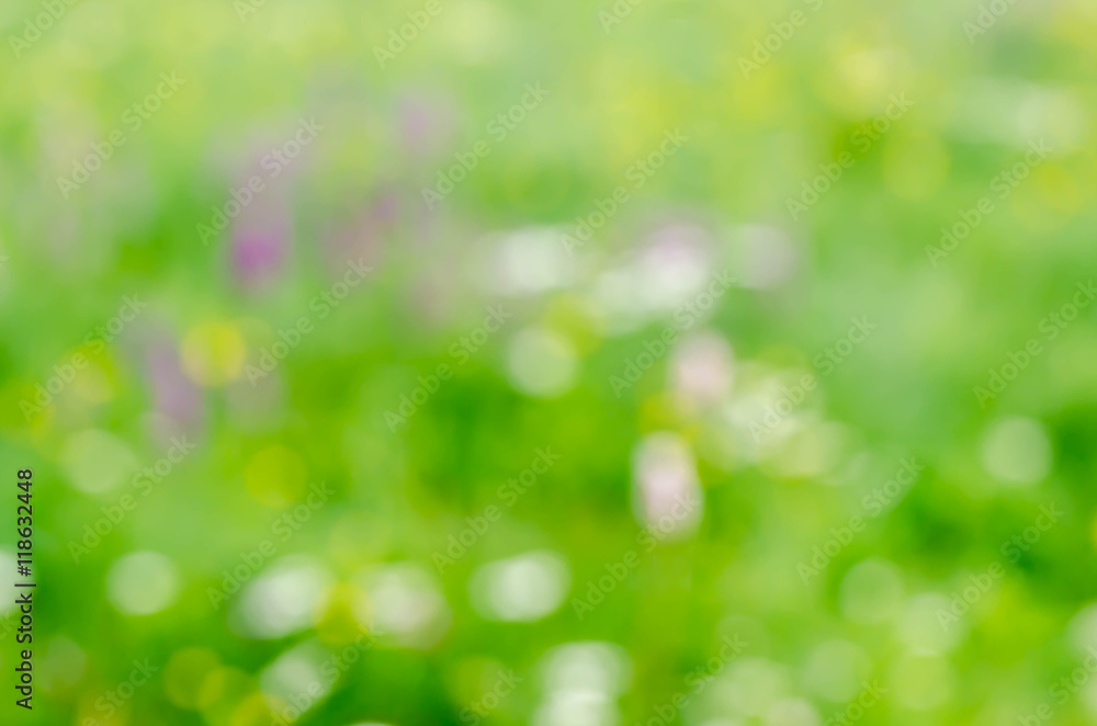 blurred nature background summer meadow