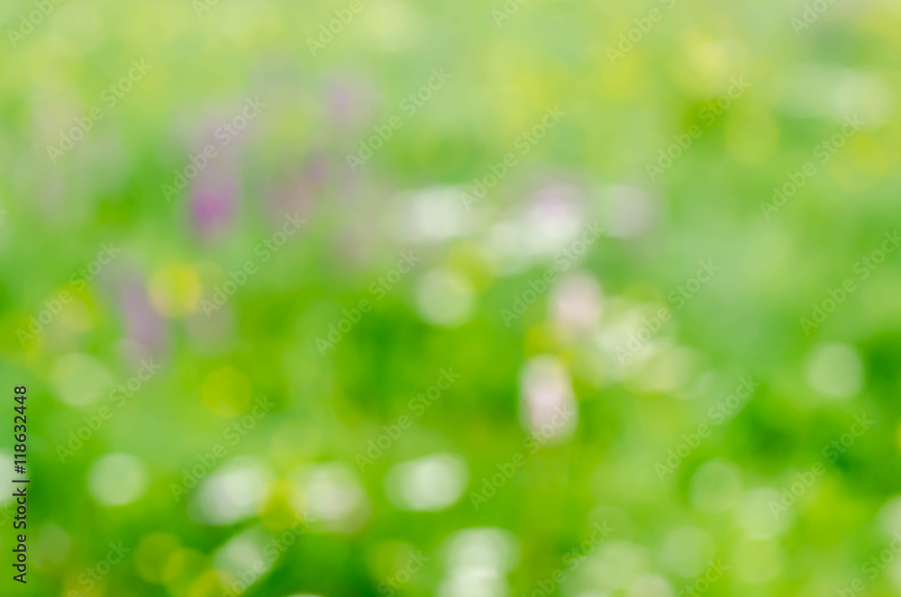 Obraz premium blurred nature background summer meadow