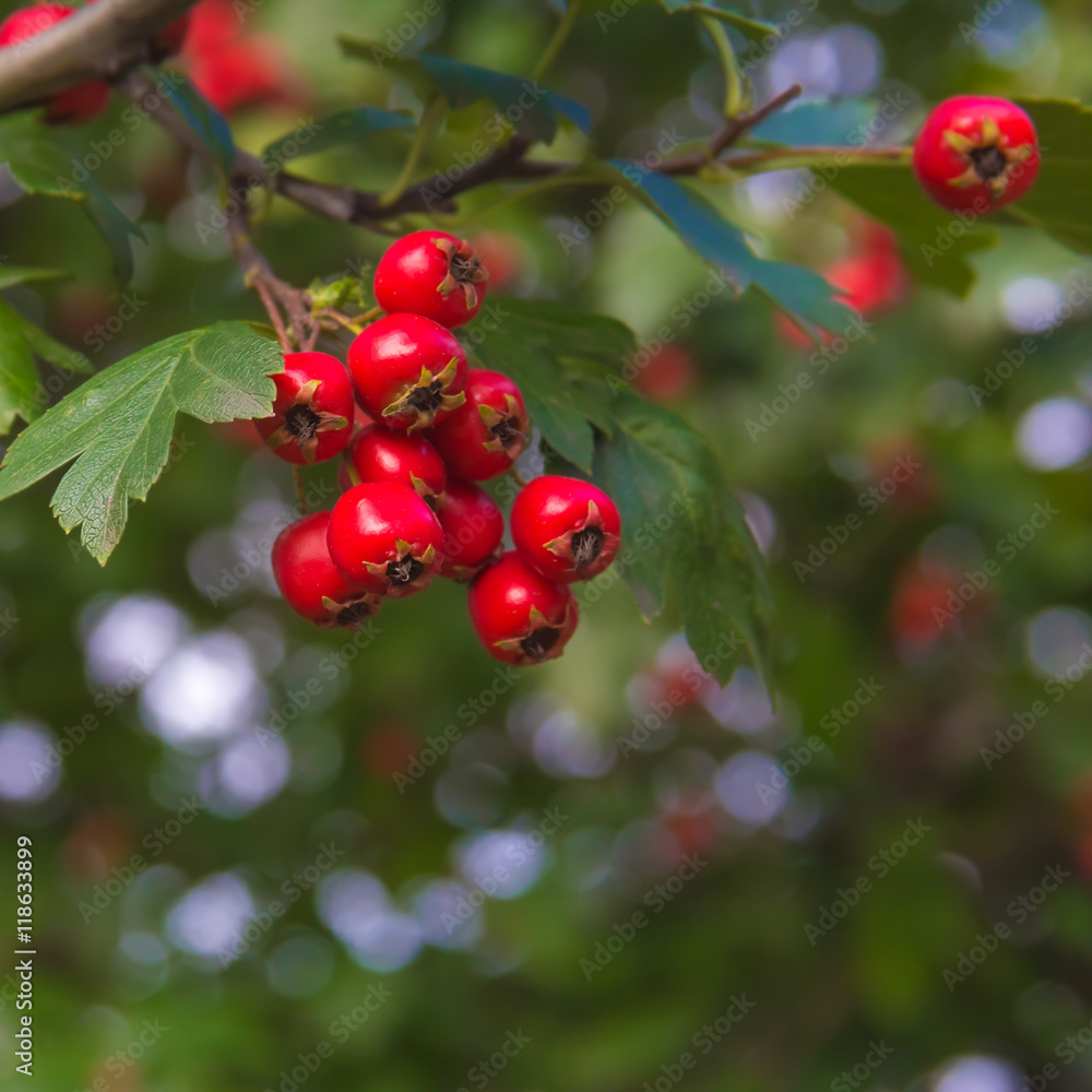  berries of hawthorn on a branch with green leaves