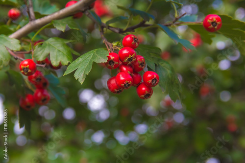 Fotografie, Obraz berries of hawthorn on a branch with green leaves