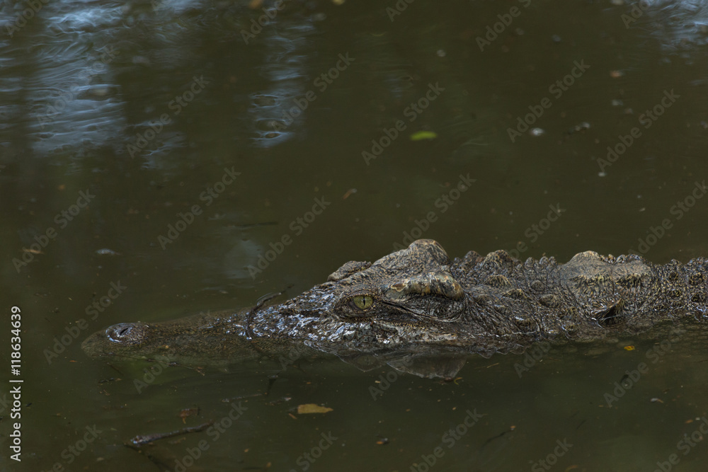 Fototapeta premium Close up saltwater crocodile waiting in the water