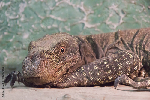 large lizard on a rock