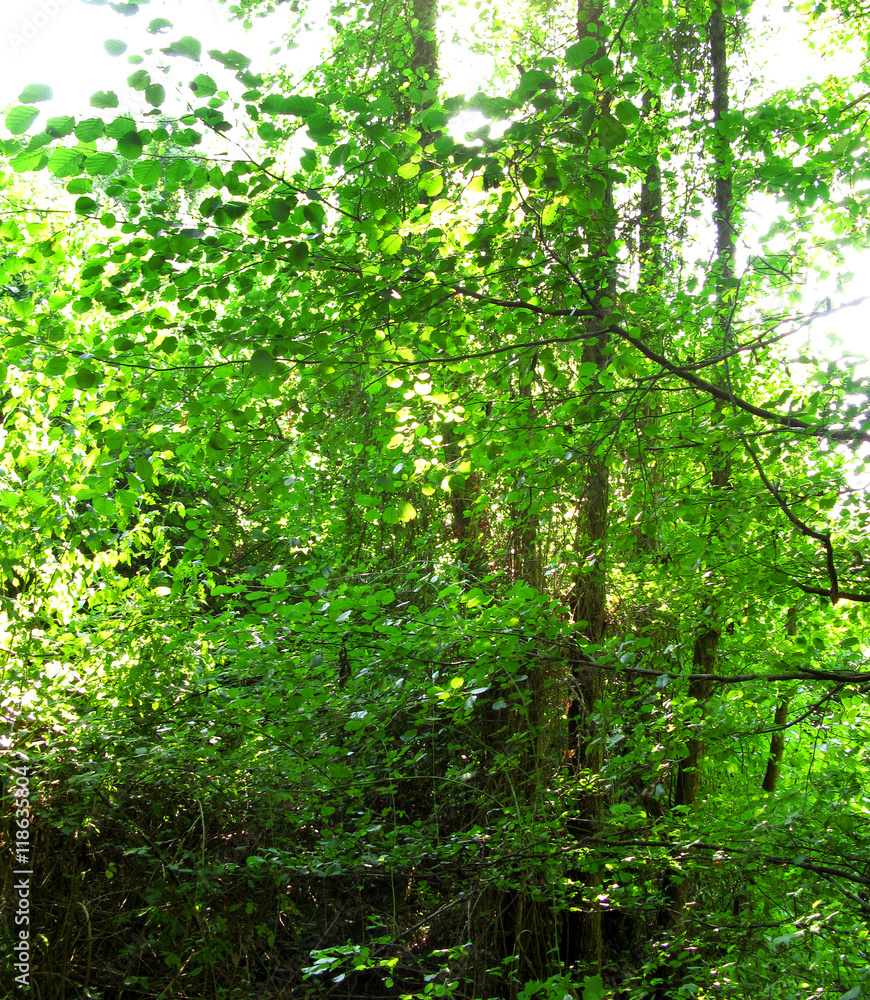 Green and wild nature, forest in Catalonia(Spain) Trees and grass detail Green and wild nature, forest in Catalonia(Spain) Trees and grass detail