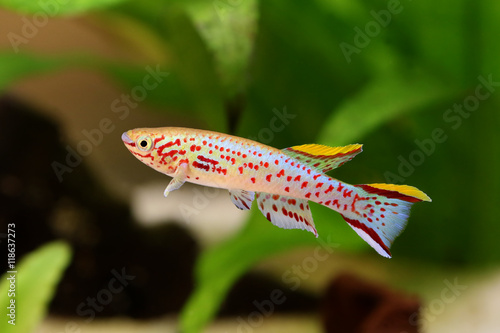 Blue Lyretail Killi Fish killifish Fundulopanchax gardneri Aquarium fish 