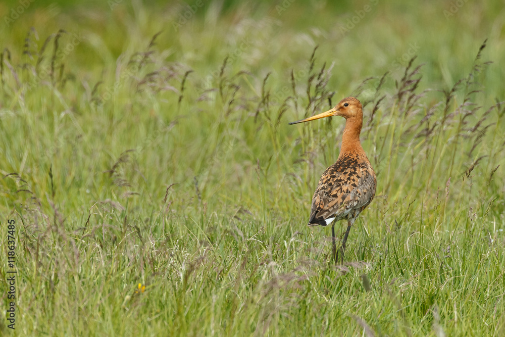 Icelandic Black-tailed Godwits (Limosa Islandica) Icelandic Black-tailed Godwits (Limosa Islandica)