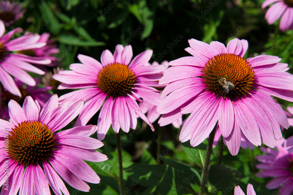 Echinacea Blüte mit Biene beim Nektar sammeln Echinacea Blüte mit Biene beim Nektar sammeln