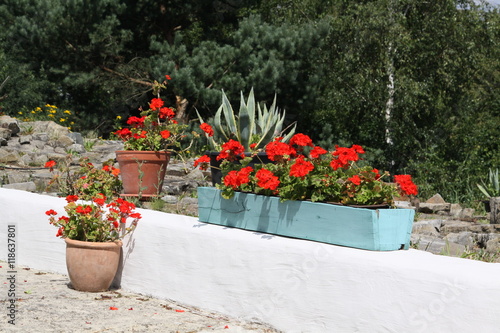 Fototapeta Naklejka Na Ścianę i Meble -  Dekoration einer weißen Mauer mit Geranien