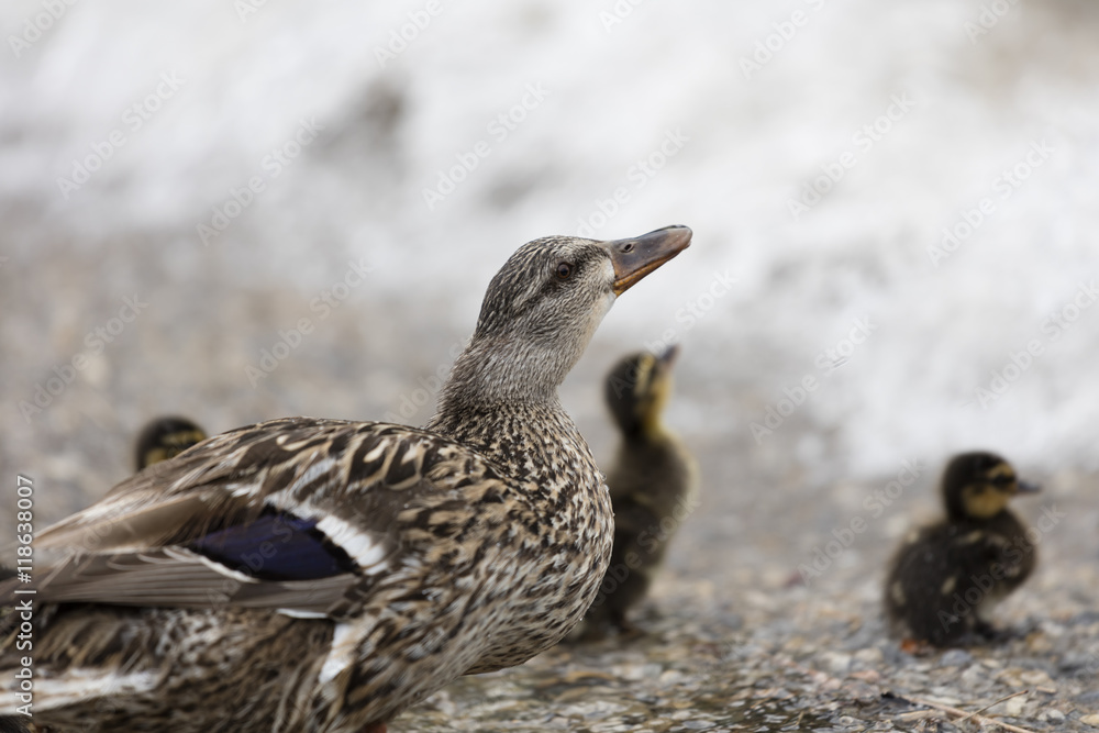 duck with her ducklings at lake duck with her ducklings at lake