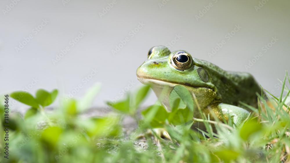 Obraz premium Frosch