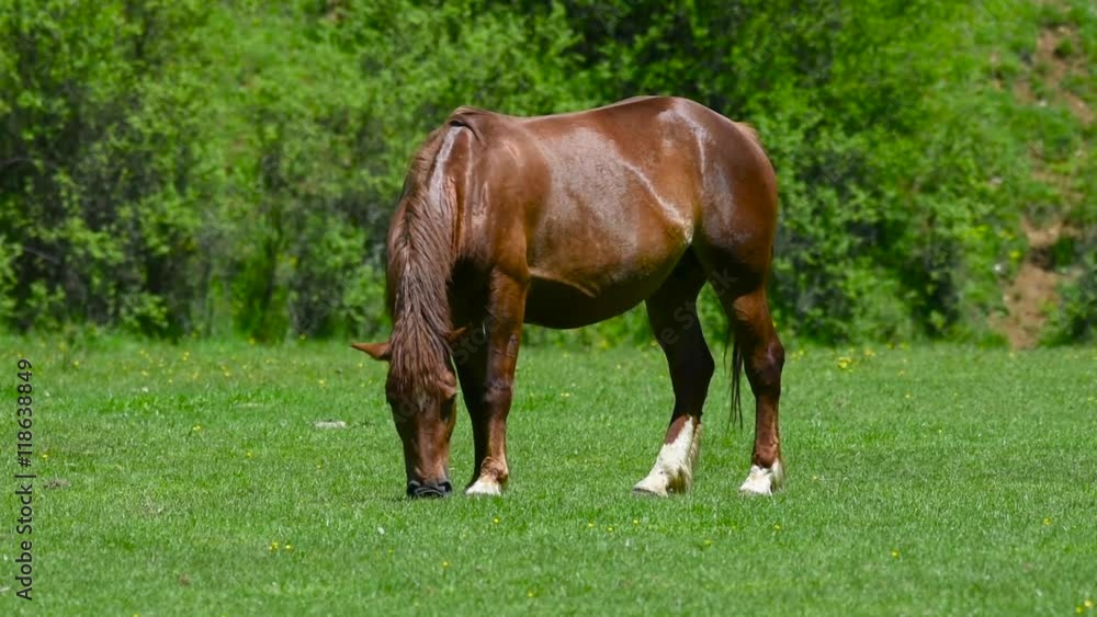 Beautiful horses on the green grass pasture Beautiful horses on the green grass pasture