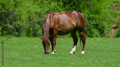 Beautiful horses on the green grass pasture