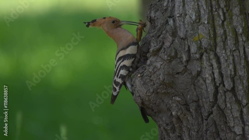 Eurasian hoopoe (Upupa epops), fly with prey