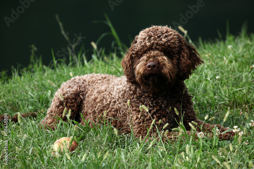 Fototapeta Naklejka Na Ścianę i Meble -  Lagotto Romagnolo dog