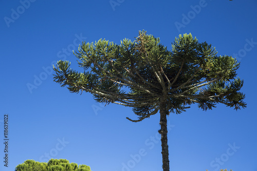 Closeup of upper part of Araucaria angustifolia   Brazilian pine