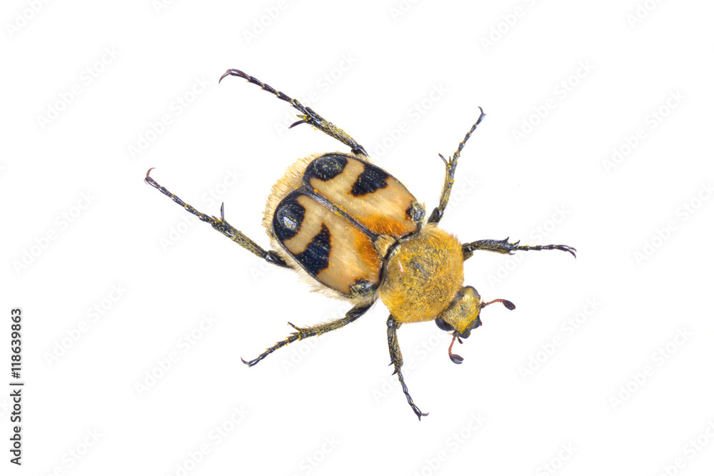 Fototapeta premium Colored yellow bug on a white background