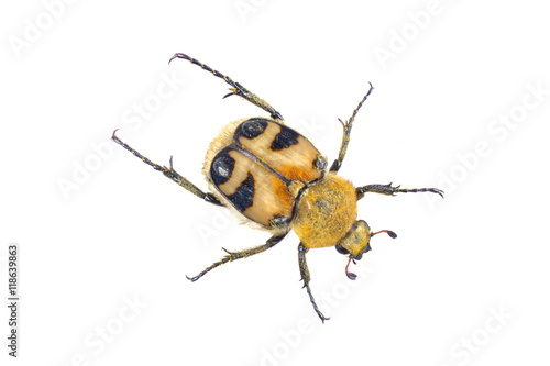 Colored yellow bug on a white background photo