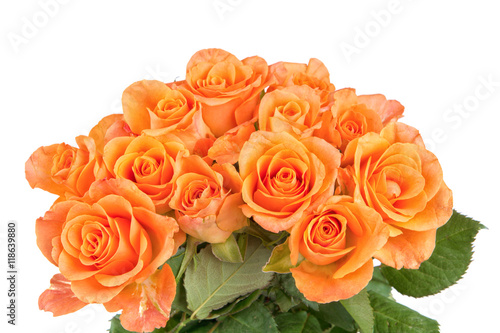 Orange roses on a white background