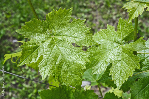 Vine home grapes