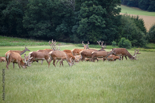Deer grazing in the meadow