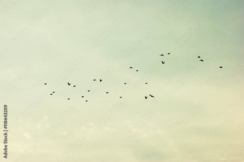 flocks of birds in the sky