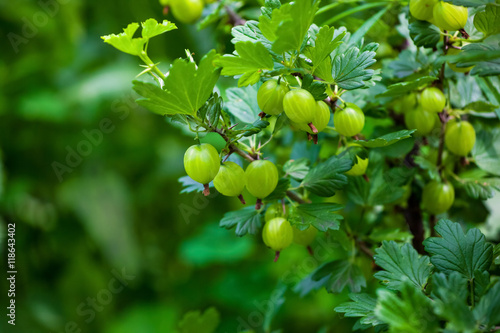 Gooseberry bush with unripe, green berries growing in a garden in the open field. Growing fruits and berries at home.