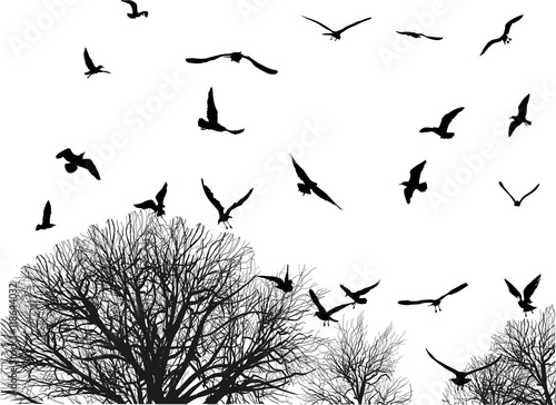 gulls and tree in late autumn isolated on white