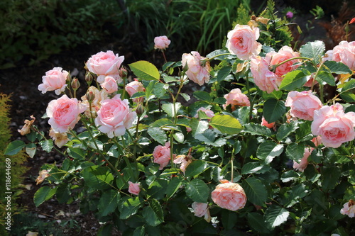 Beautiful pink rose in a garden