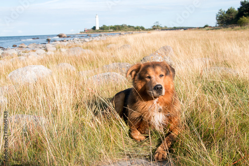Hund liegt im Strandhafer Insel Öland Schweden im Hintergrund Leuchtturm Lange Erik