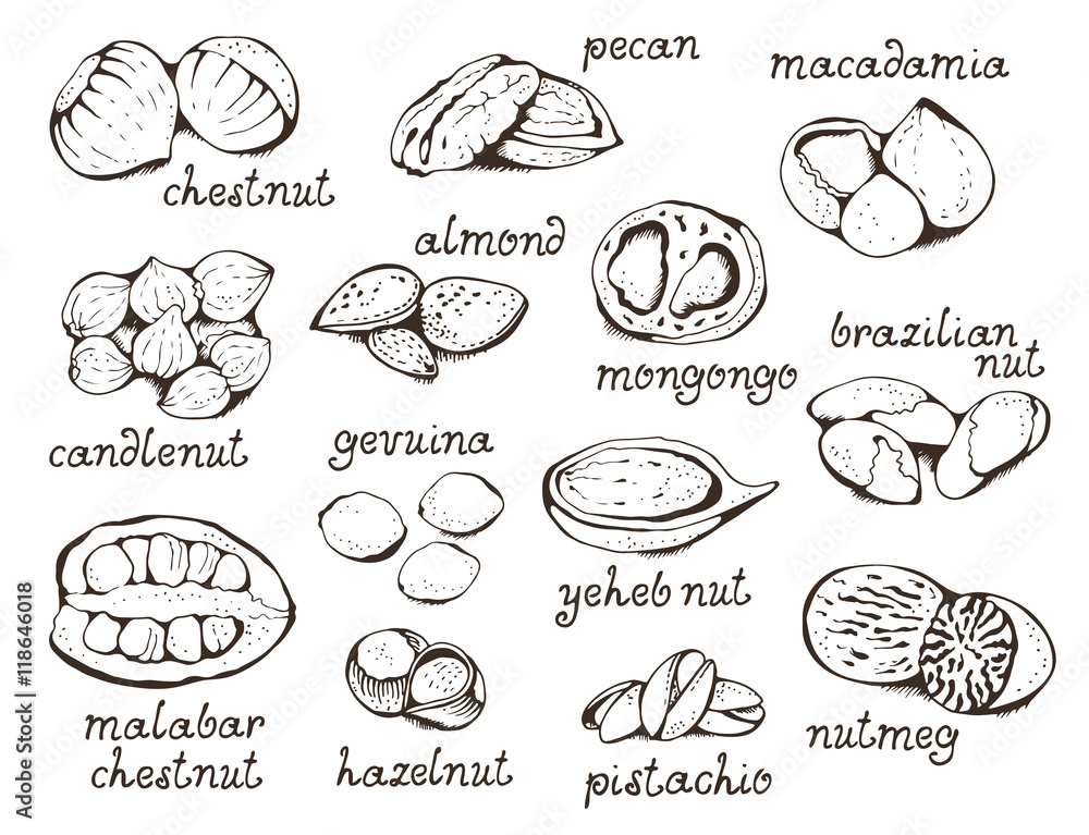 Nuts set vector illustration, hand drawn collection Nuts set vector illustration, hand drawn collection