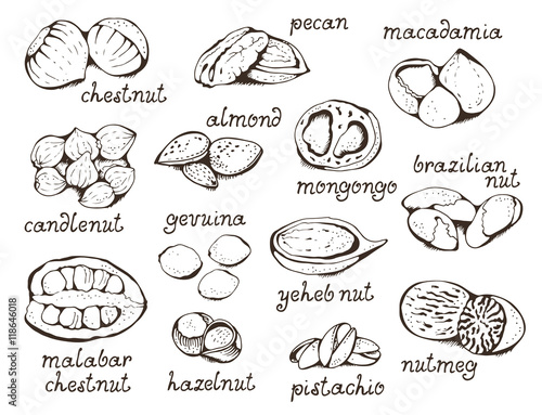 Nuts set vector illustration, hand drawn collection