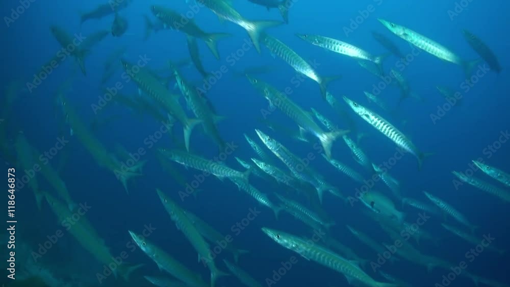 School Flock of barracudas in thickness of blue water swim laps in search of food in lagoon. Amazing, beautiful underwater marine life world of sea creatures in Maldives. Scuba diving and tourism. School Flock of barracudas in thickness of blue water swim laps in search of food in lagoon. Amazing, beautiful underwater marine life world of sea creatures in Maldives. Scuba diving and tourism.