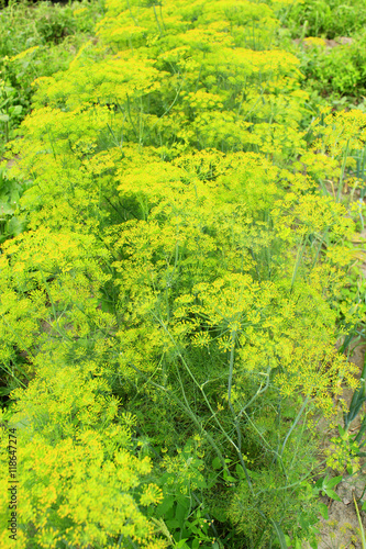 Fennel growing on the vegetable garden