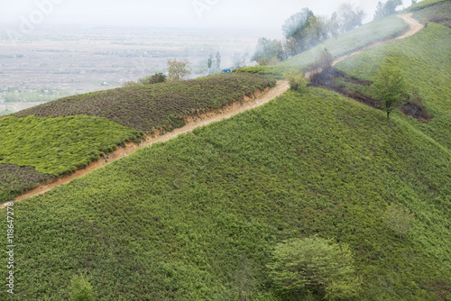 Tea Plantation in Lahijan, Iran