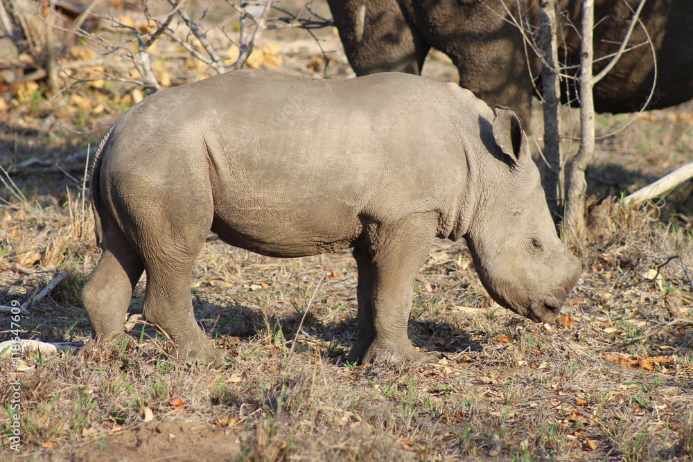 A young baby rhino falling asleep while standing in Kruger National Park A young baby rhino falling asleep while standing in Kruger National Park