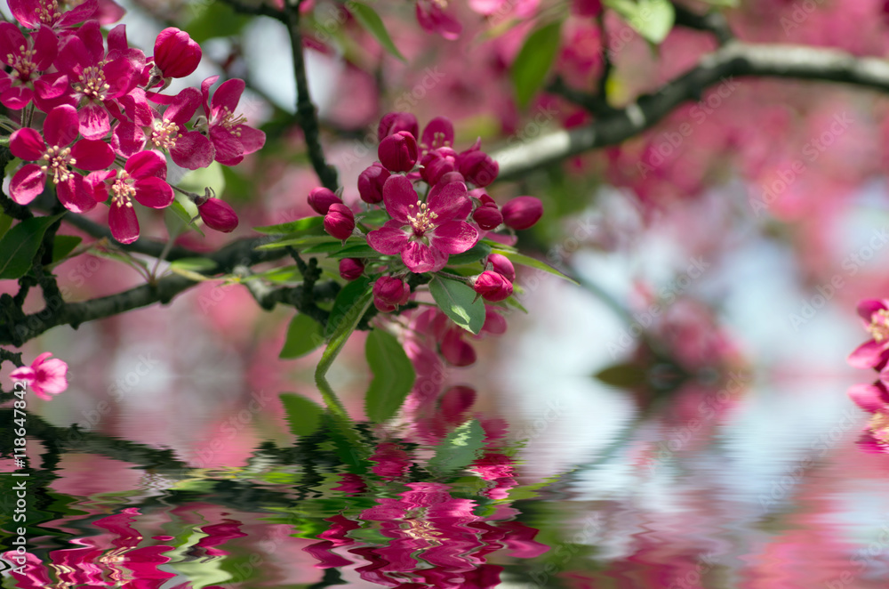 Close-up Cherry blossom Beautiful Flower in spring. Natural back Close-up Cherry blossom Beautiful Flower in spring. Natural back