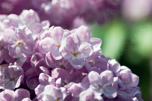 Blooming lilac flowers. Abstract background. Macro photo. © Dolnikov