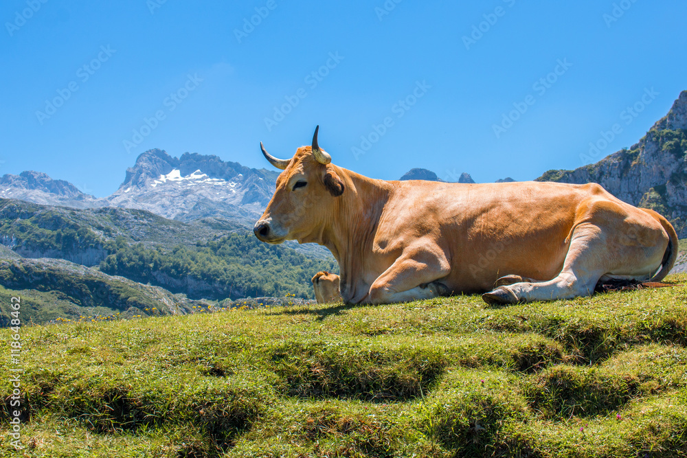 Kuh im Parque Nacional de los Picos de Europa (Picos d’Europa) Asturies (Asturien, Asturias) Spanien (España) - obrazy, fototapety, plakaty 