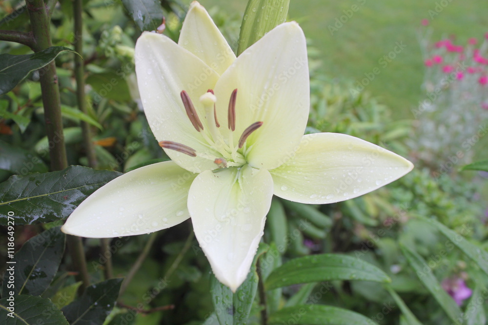lilia, lilium