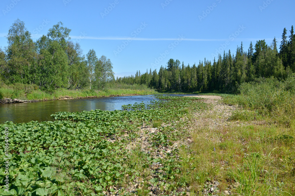 Taiga Ural River.