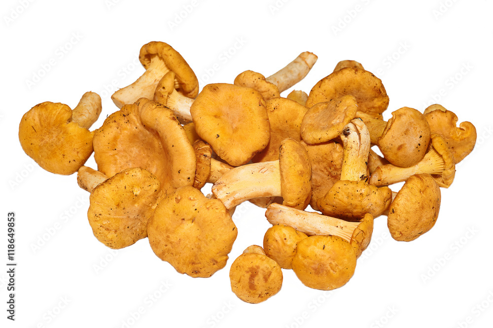 Heap of chanterelle mushrooms on white background. Heap of chanterelle mushrooms on white background.