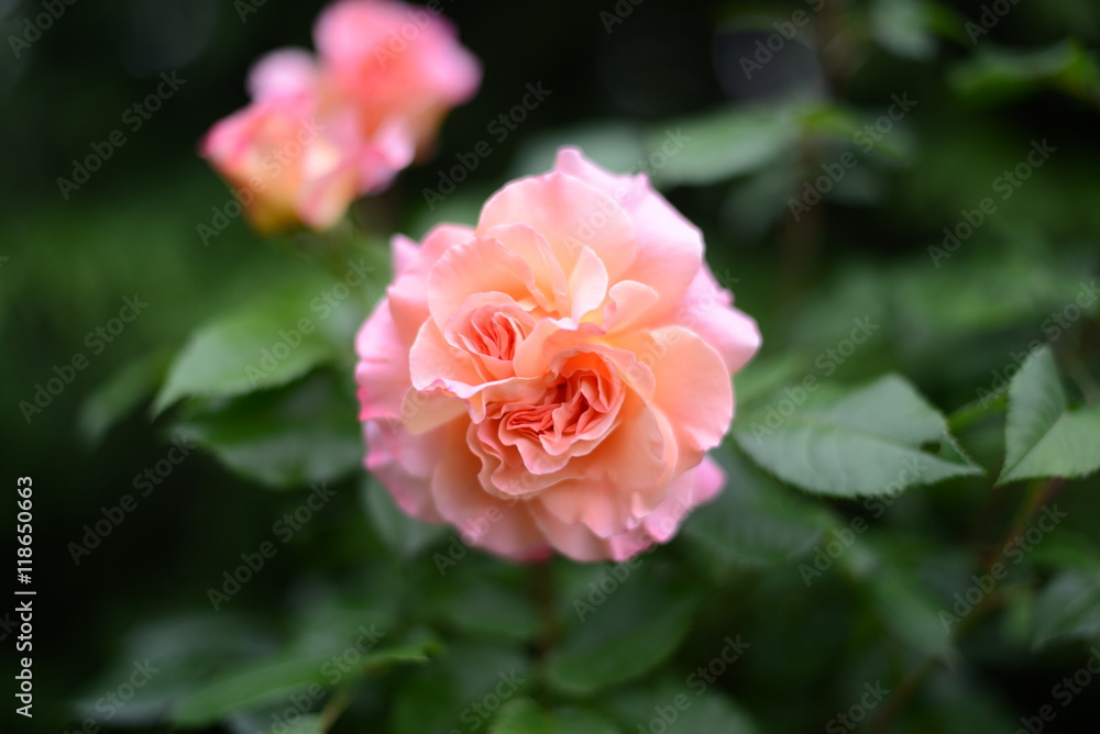 Rose_005 Rose_005