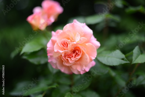 Rose_005