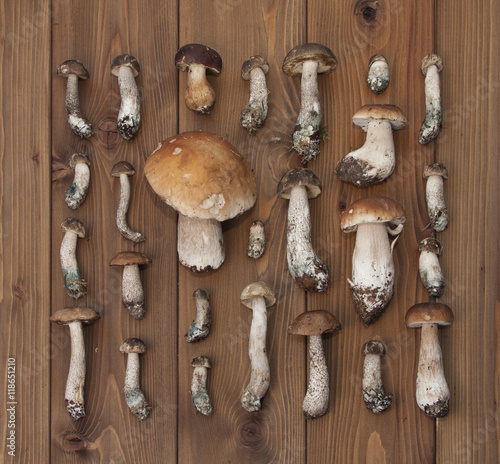 boletus mushroom on wooden background