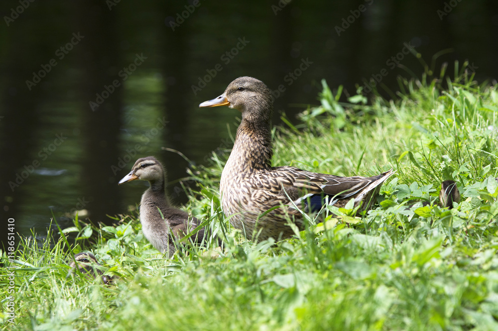 Family of ducks Family of ducks
