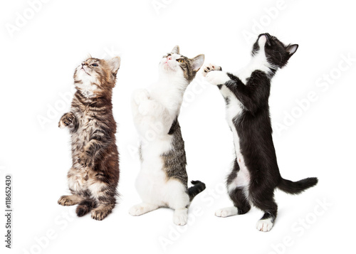 Fototapeta Naklejka Na Ścianę i Meble -  Three Cute Kittens Standing and Begging