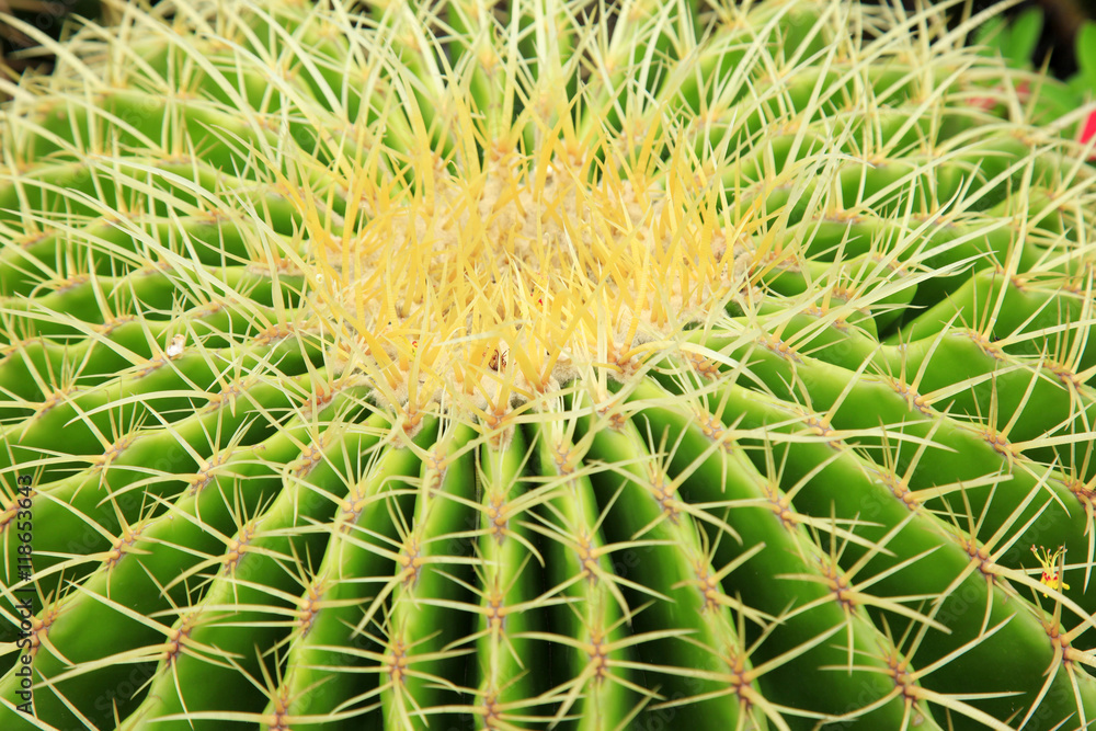 golden ball cactus golden ball cactus