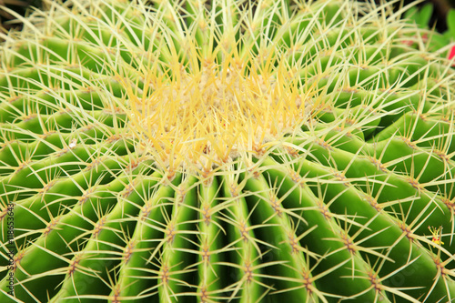 golden ball cactus