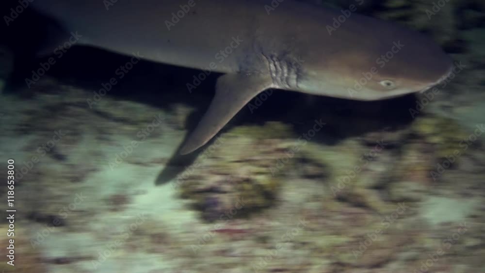 Angry Shark swims at the edge of the reef at night in search of food in lagoon ocean. Amazing, beautiful underwater marine life world of sea creatures in Maldives. Scuba diving and tourism. Angry Shark swims at the edge of the reef at night in search of food in lagoon ocean. Amazing, beautiful underwater marine life world of sea creatures in Maldives. Scuba diving and tourism.